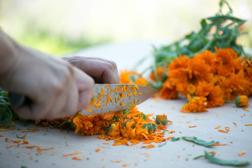 Eine Hand zerkleinert mit einem Messer orange-blütige Calendula-Pflanzen