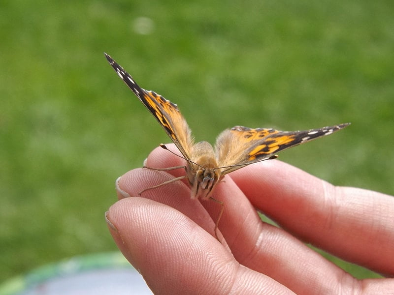 Schmetterling sitzt auf den Fingern einer offenen Hand