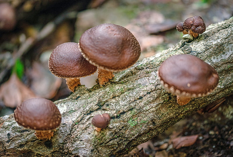Des champignons brun shiitake poussent sur un tronc d'arbre