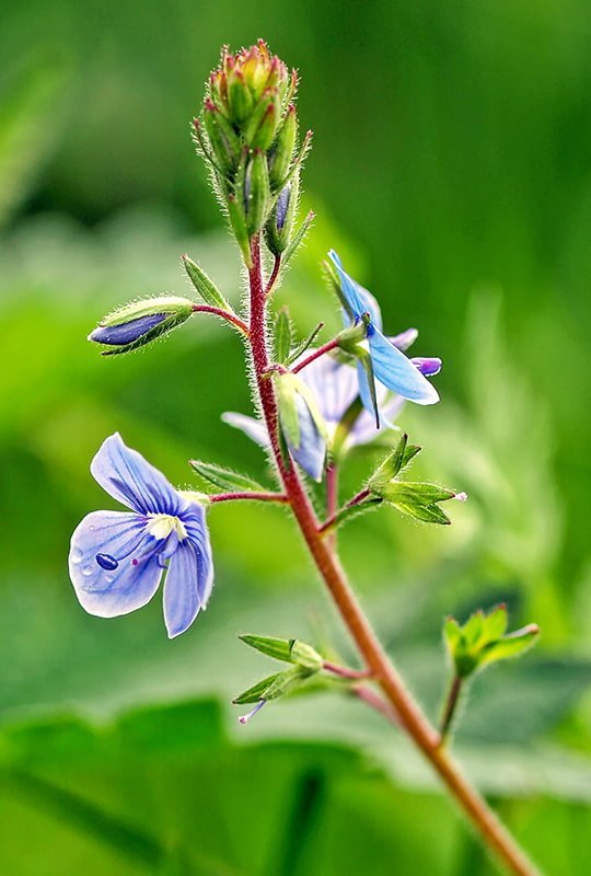 Einzelne Ehrenpreis-Pflanze mit blauen Blüten und feiner Behaarung