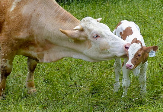 Une vache mère renifle son veau dans un pré