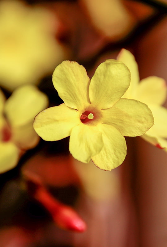 Gelbe Blüte einer Gelsemium-Heilpflanze