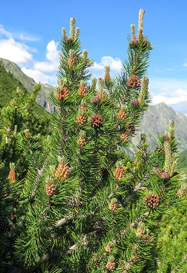 Bergföhrenäste mit Knospen in alpiner Landschaft