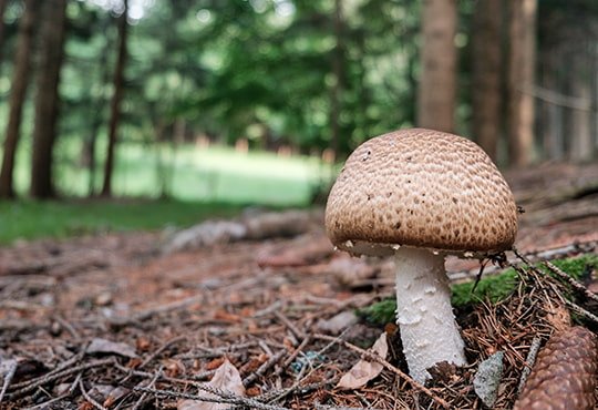 Pilz mit braunem Hut auf Waldboden