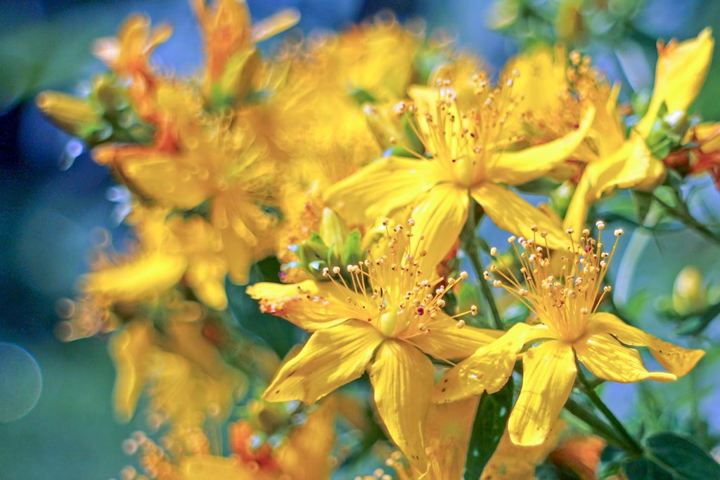 Une multitude de vraies plantes médicinales de millepertuis à fleurs jaunes