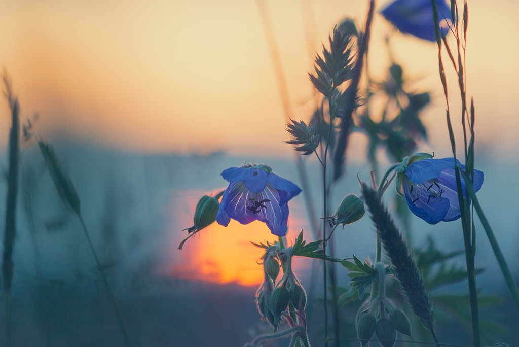 Ähren und Feldblumen vor untergehender Sonne