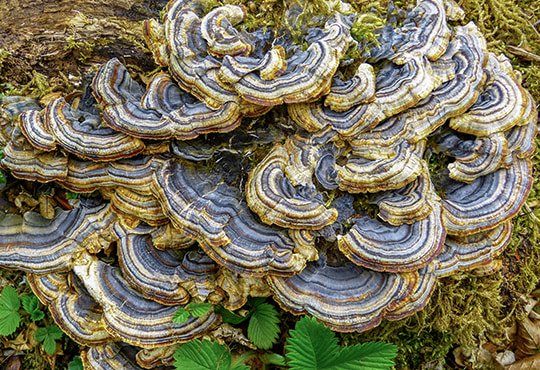 Gestreifte Pilze wachsen an modrigem Baumstrunk