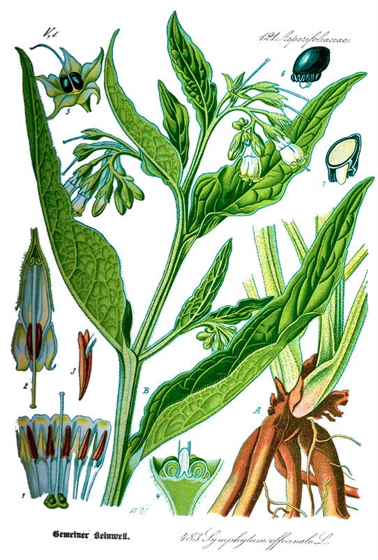 Historische botanische Illustration des Beinwell- oder Wallwurz in Farbe