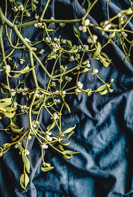 Trockener gelbgrüner Mistel­zweig mit weissen Beeren auf indigo­blauem Tuch