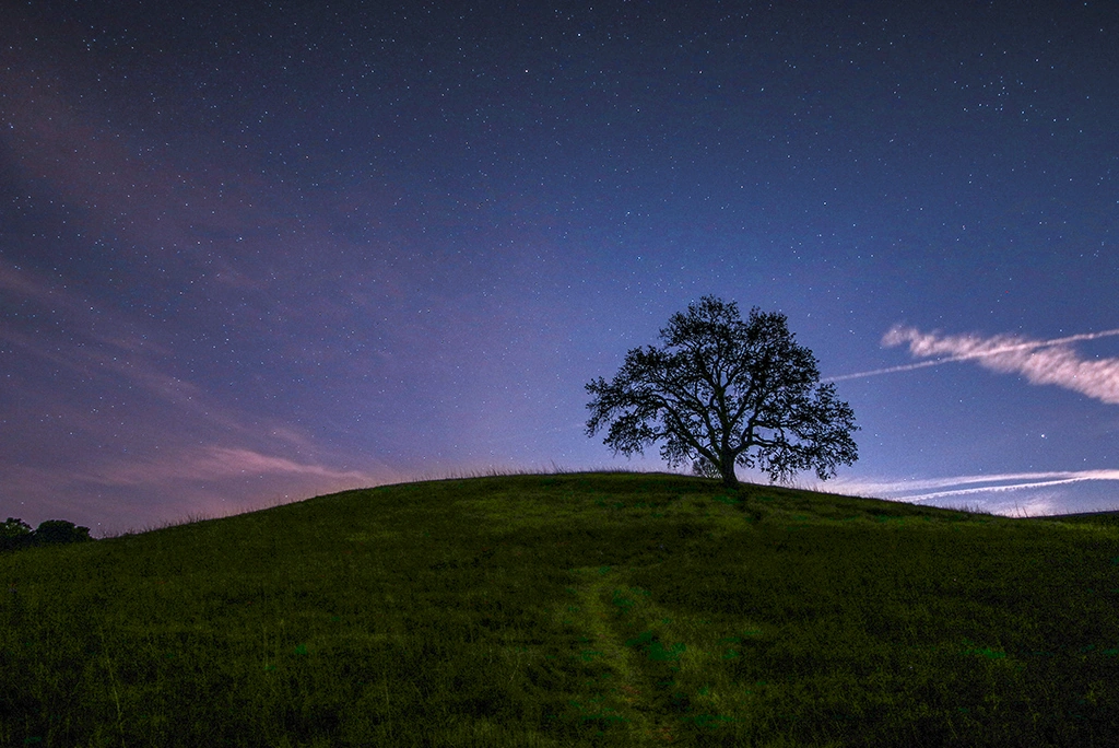 Un arbre se tient sur une colline au crépuscule, devant un ciel bleu foncé et étoilé.