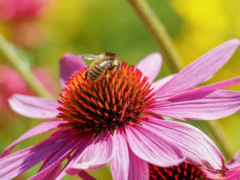 Biene sitzt auf Blume mit rot-pinkfarbenen Blütenblättern