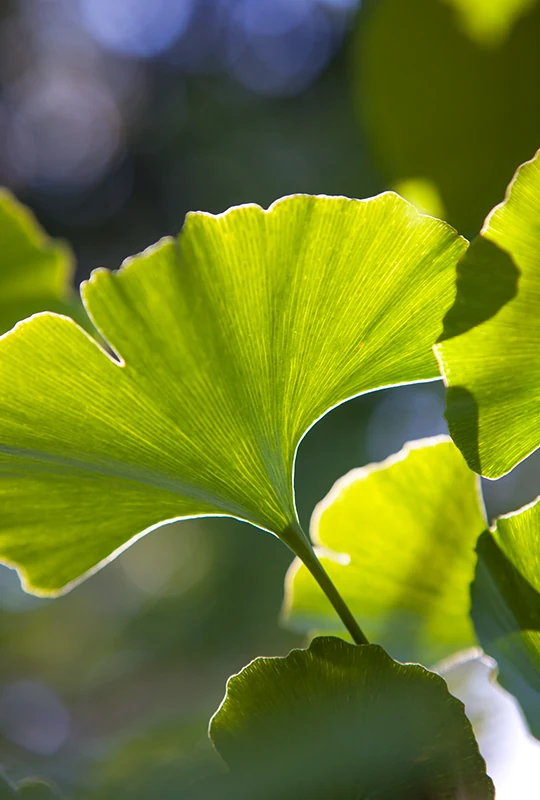 Grüne Blätter des Gingko biloba-Baums im Gegenlicht
