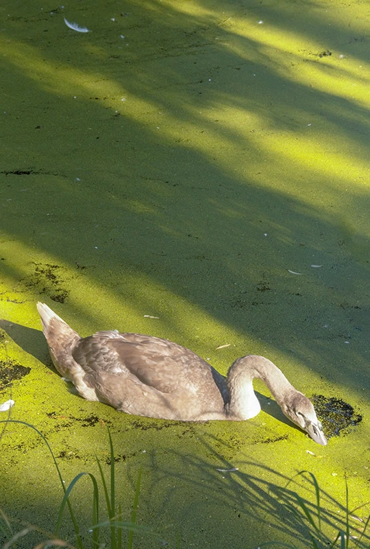 Junger Schwan mit grauem Gefieder schwimmt inmitten von Wasserlinsen auf einem Teich 