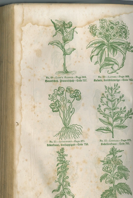 Altes Buch mit grünen Stichen von Heilpflanzen