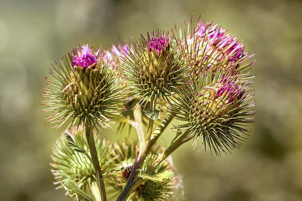 Stachelige kugelige Pflanze mit violetten feinen Blütenblättern