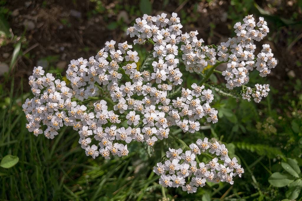 Weisse Blütenstände der Schafgarbe mit vielen Einzelblüten von oben gesehen